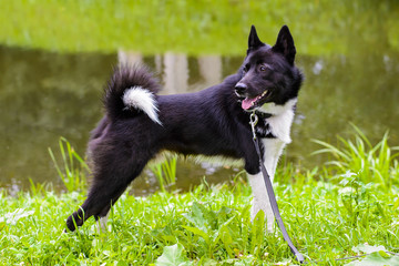 Husky dog standing on green meadow. Russian - European Laika is a hunting dog for hunting wild fowl and animals. Exhibition Stand dogs. Beautiful dog on a walk.