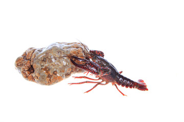Crawfish
