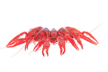Crawfish, white background, close-up