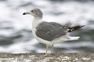ウミネコ