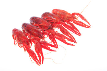Crawfish, white background, close-up