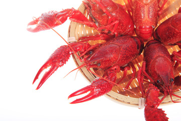 Crawfish, white background, close-up