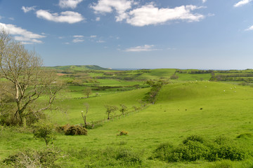 Sheep in fields above Tyneham in Dorset