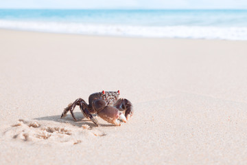 Close up view of  nice Crab is crawling  on a tropical beach. 