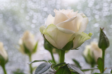 white rose on blurred silver background raindrops