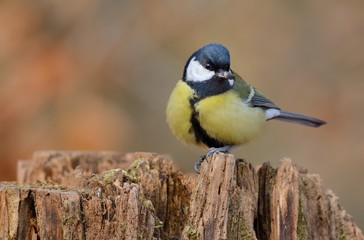 Beautiful little songbird perched on a branch. Great Tit - Parus major.