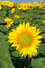 blooming sunflowers in the field