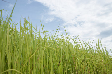 Grass with sky background.