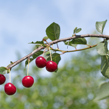 Sauerkirschen, Prunus cerasus, Sour cherries