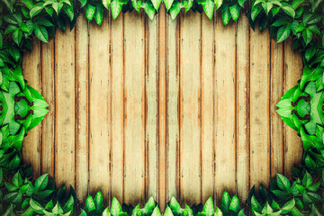 nature green leaves Virginia creeper vine Parthenocissus on wood