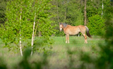A horse in the pasture