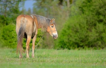A horse in the pasture