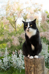 black and white cat sitting on a stump in the garden