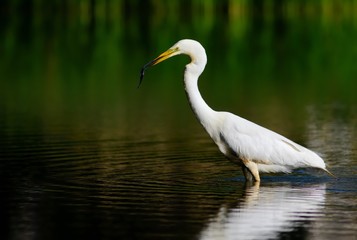 Great egret (Ardea alba) with fish