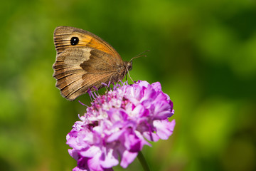 Großes Ochsenauge auf Blüte