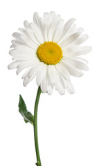 chamomile flower on white background