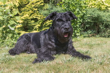 Portrait of the Giant Black Schnauzer dog lying on the lawn and looking at the camera. 