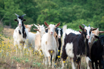 Goats on a pasture in the summer