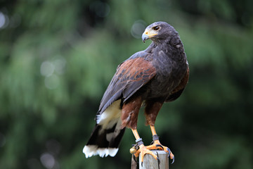 Beautiful common buzzard