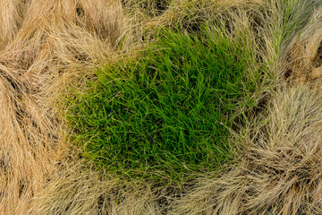 Rice harvested and dried  for background.