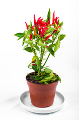 Red Chilli Homegrown in Vase