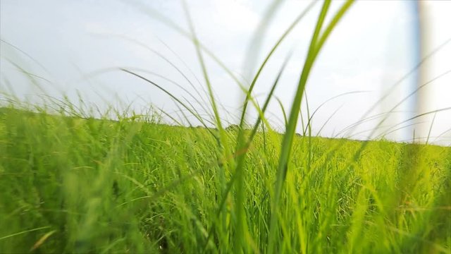 First-person view, an animal running on meadow grass