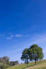 Obraz premium two large trees on the hill with clear blue sky, Thailand