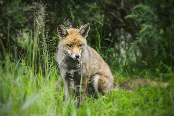 Stunning male fox in long lush green grass of Summer field