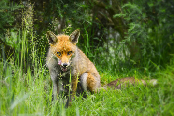 Naklejka na ściany i meble Stunning male fox in long lush green grass of Summer field