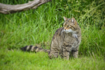Beautiful Scottish Wildcat posturing on tree in Summer sunlight