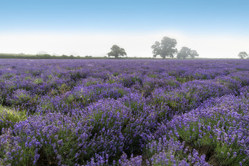 Fototapeta na wymiar Beautiful dramatic misty sunrise landscape over lavender field i