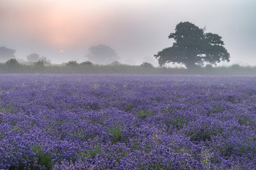 Beautiful dramatic misty sunrise landscape over lavender field i