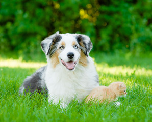 australian shepherd puppy lying with a kitten on the green grass