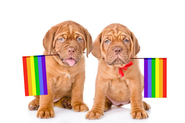 Two Bordeaux puppies with rainbow color flag symbolizing gay rights.  isolated on white