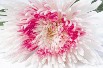 Festive background with chrysanthemum