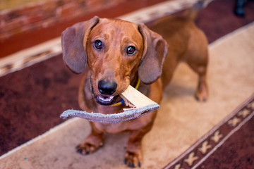 Red-haired dog breed dachshund gnaws shoes