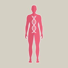 Vector Illustration of Human DNA