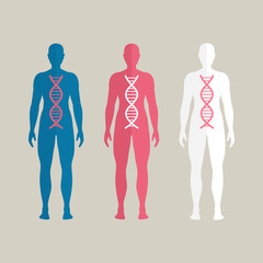 Vector Illustration of Human DNA