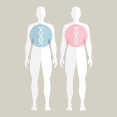 Vector Illustration of Human DNA