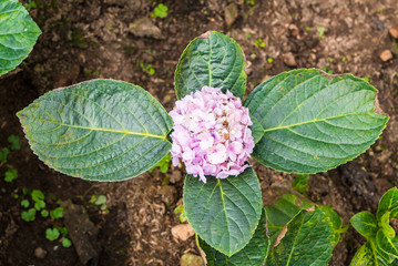 Violet flower with green leaf in the garden