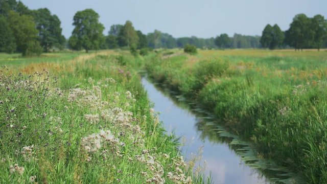 Little stream crossing meadow.