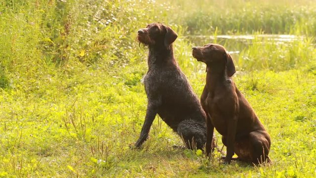 Couple Pointing dogs for hunting waterfowl