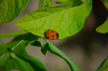Fototapeta premium Ladybug on green leaf and background