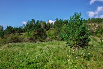 Fototapeta premium Beautiful pine trees in mountains.