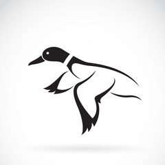 Vector of flying wild duck design on white background.