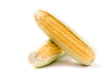 corn on white background