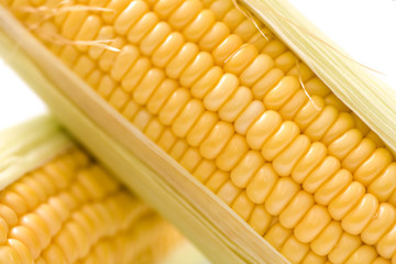 corn on white background