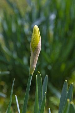 Detalle del capullo brotando de una flor amarilla de  Narciso