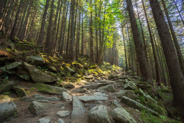 Hiking trails through giant redwoods in Muir forest near San Francisco California