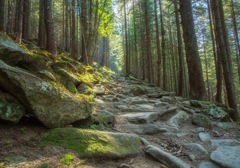 Hiking trails through giant redwoods in Muir forest near San Francisco California